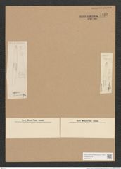 Synedra sp. (de-Toni-Nr.: Genus 66) Zeichnungen Sammlung Grunow Nr. 5422 (NHMW-BOT-W0373518)